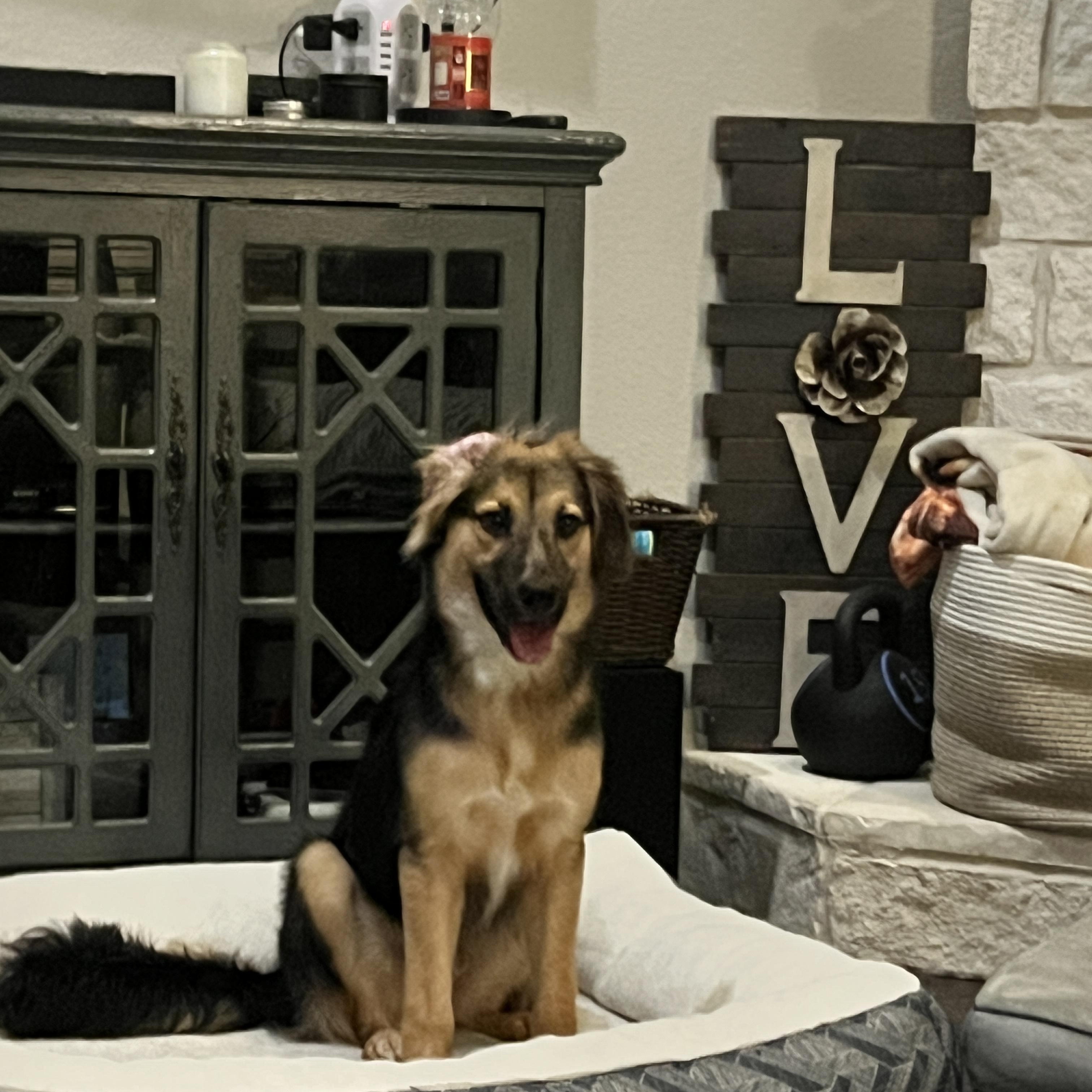 Enlarge Buster Brown, a ADOPTABLE mixed breed in Spring, TX image 2/3