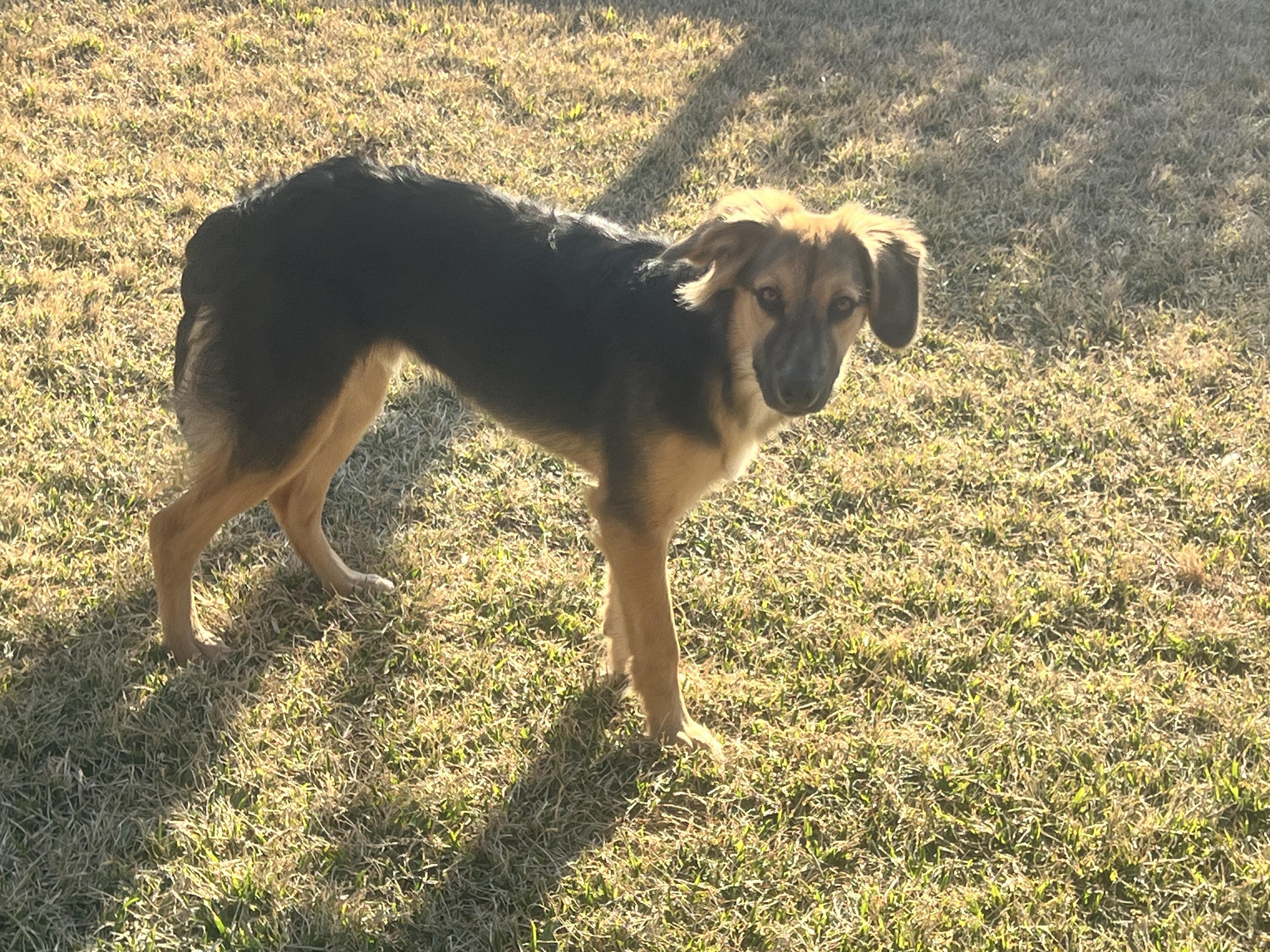 Enlarge Buster Brown, a ADOPTABLE mixed breed in Spring, TX image 3/3