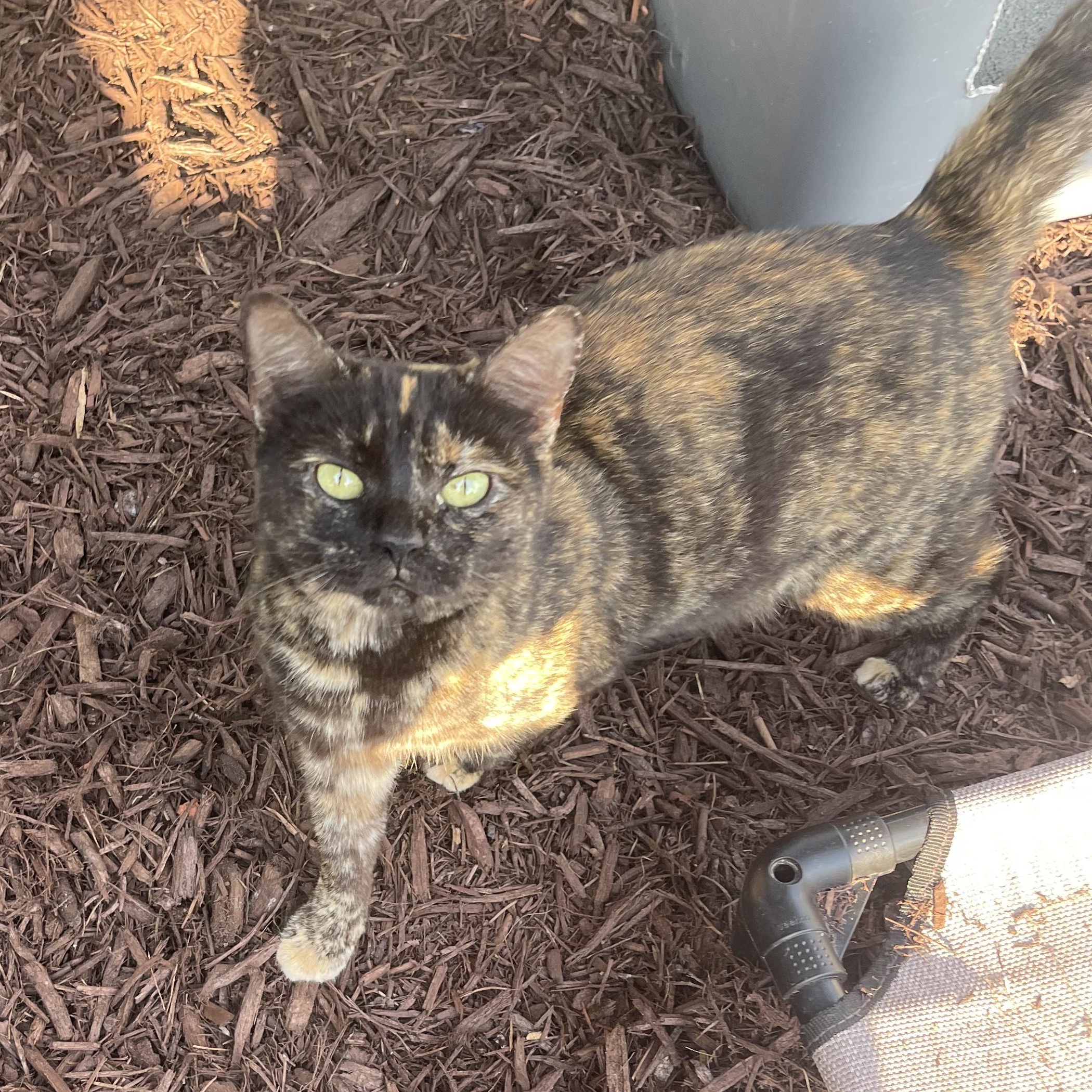 KEELY, Adult Female unknown