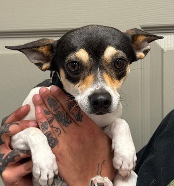 Enlarge Stella, a Adoptable mixed breed in Littleton, CO image 1/1