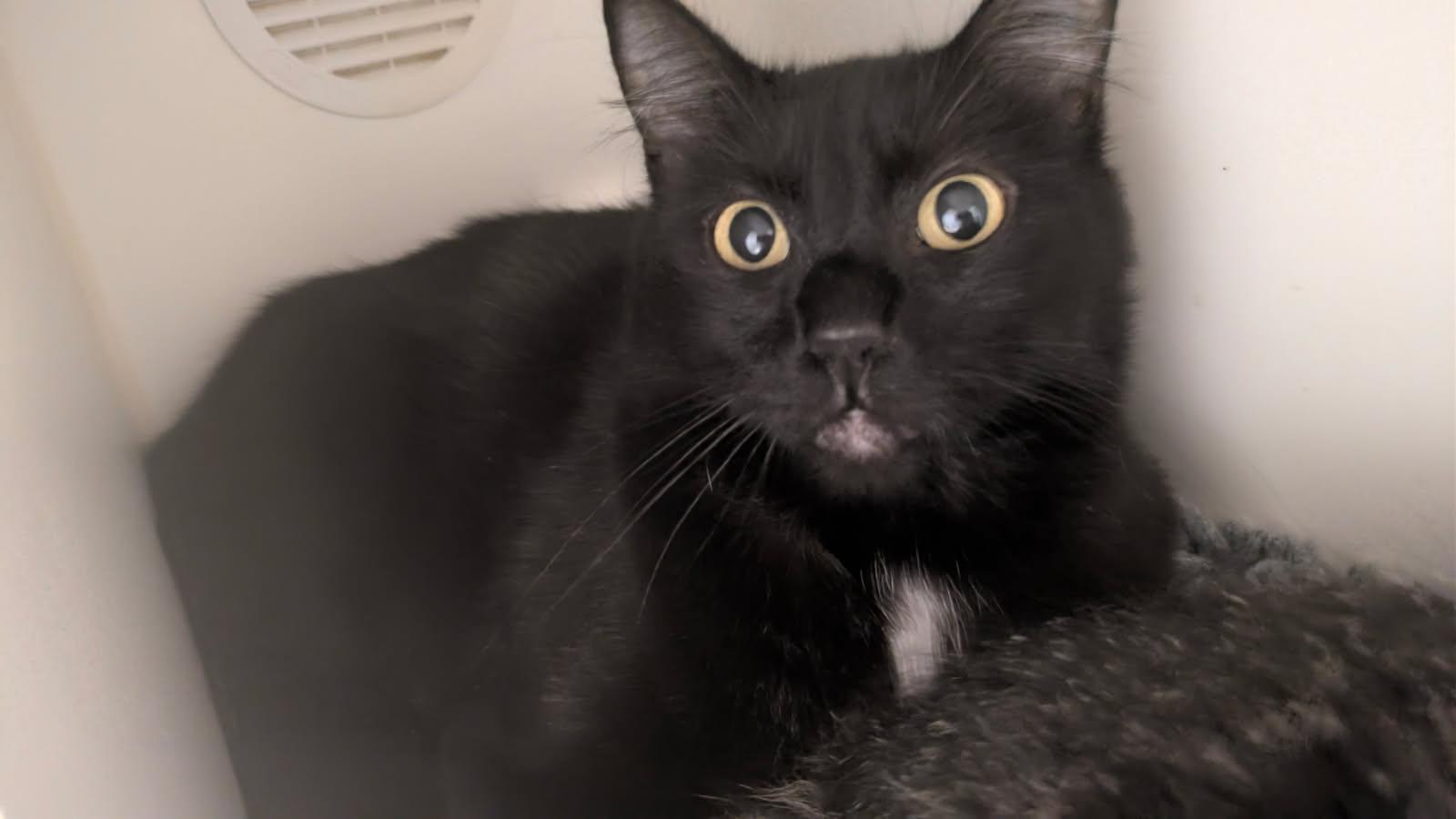 Midnight, ADOPTABLE, Young Female Domestic Short Hair.