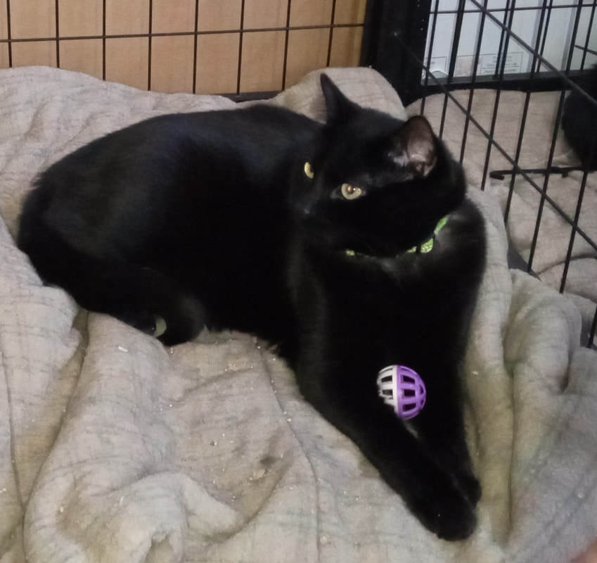 Enlarge Robin (bonded with Junior), a Adoptable Domestic Short Hair in Mississauga, ON image 1/3