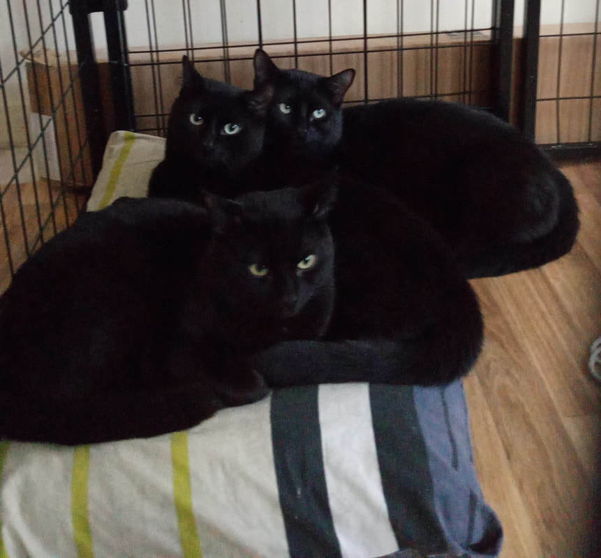 Enlarge Robin (bonded with Junior), a Adoptable Domestic Short Hair in Mississauga, ON image 3/3