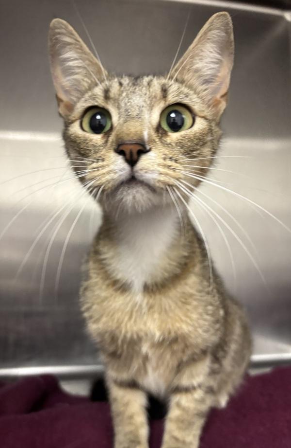 Enlarge Peaches, a Adoptable mixed breed in Silverdale, WA image 1/1