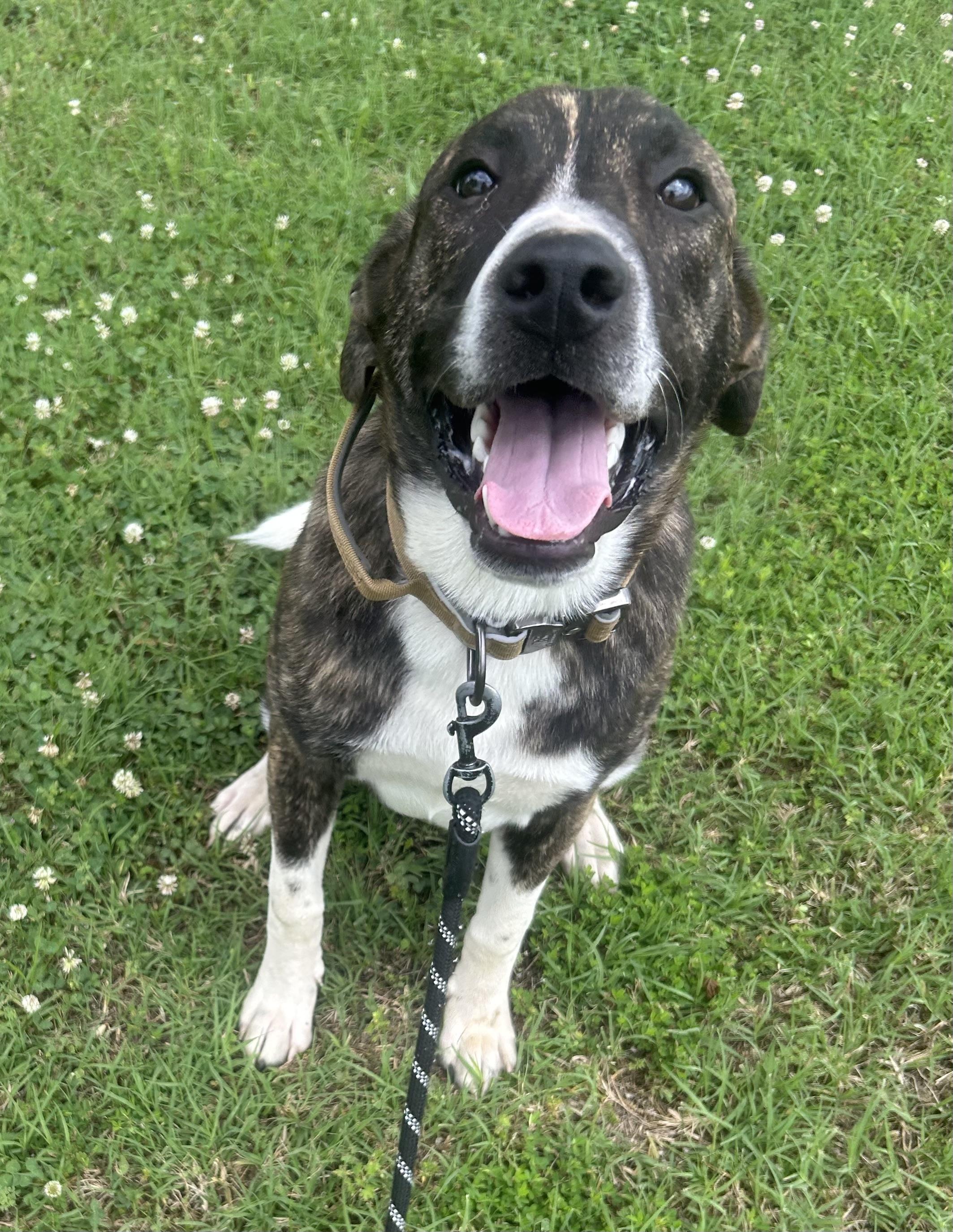 Ranger, a ADOPTABLE mixed breed in Siloam Springs, AR image 3/4