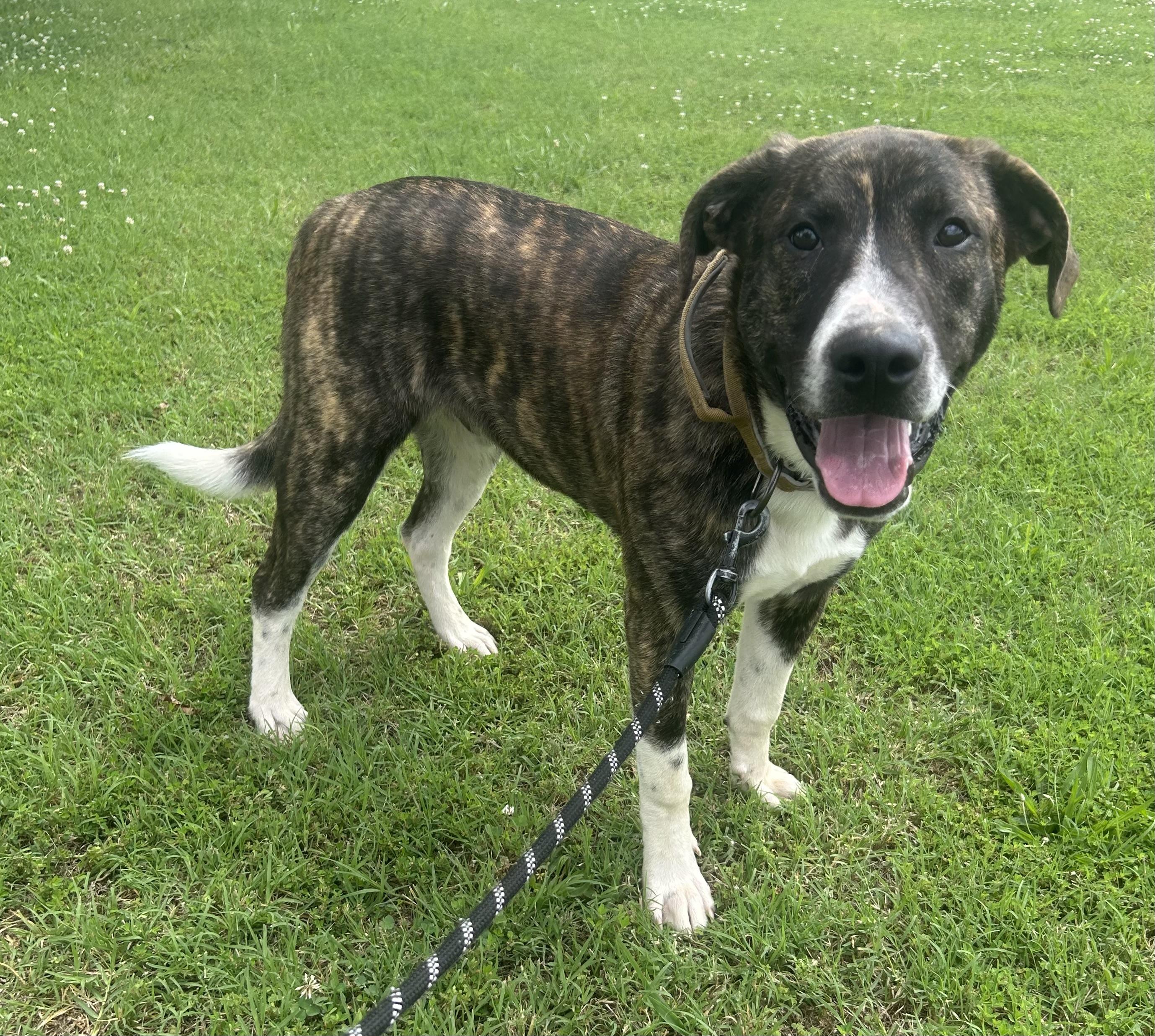 Ranger, a ADOPTABLE mixed breed in Siloam Springs, AR image 2/4