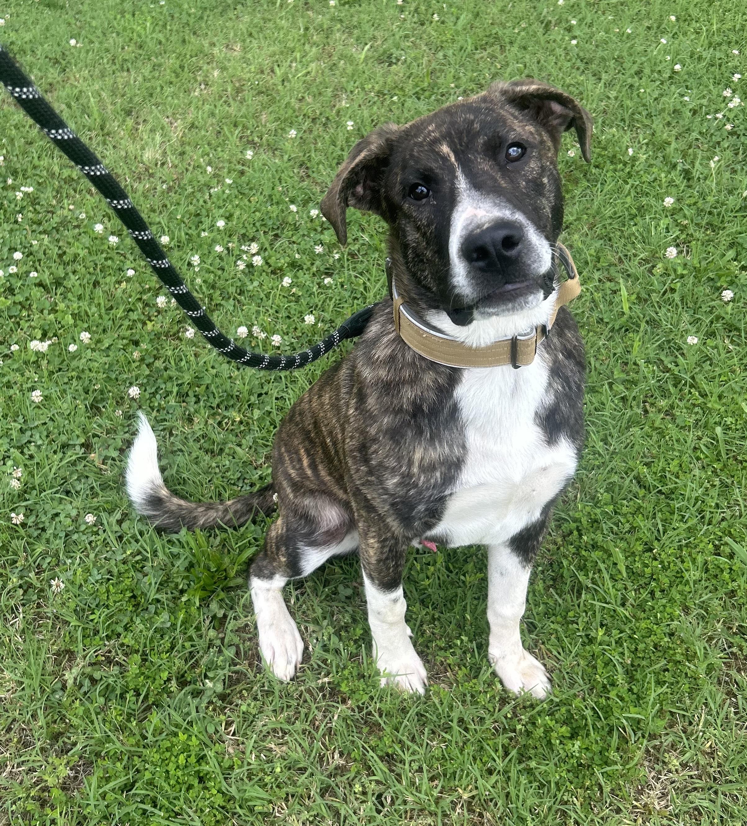 Ranger, ADOPTABLE, Young Male Boxer & Labrador Retriever.
