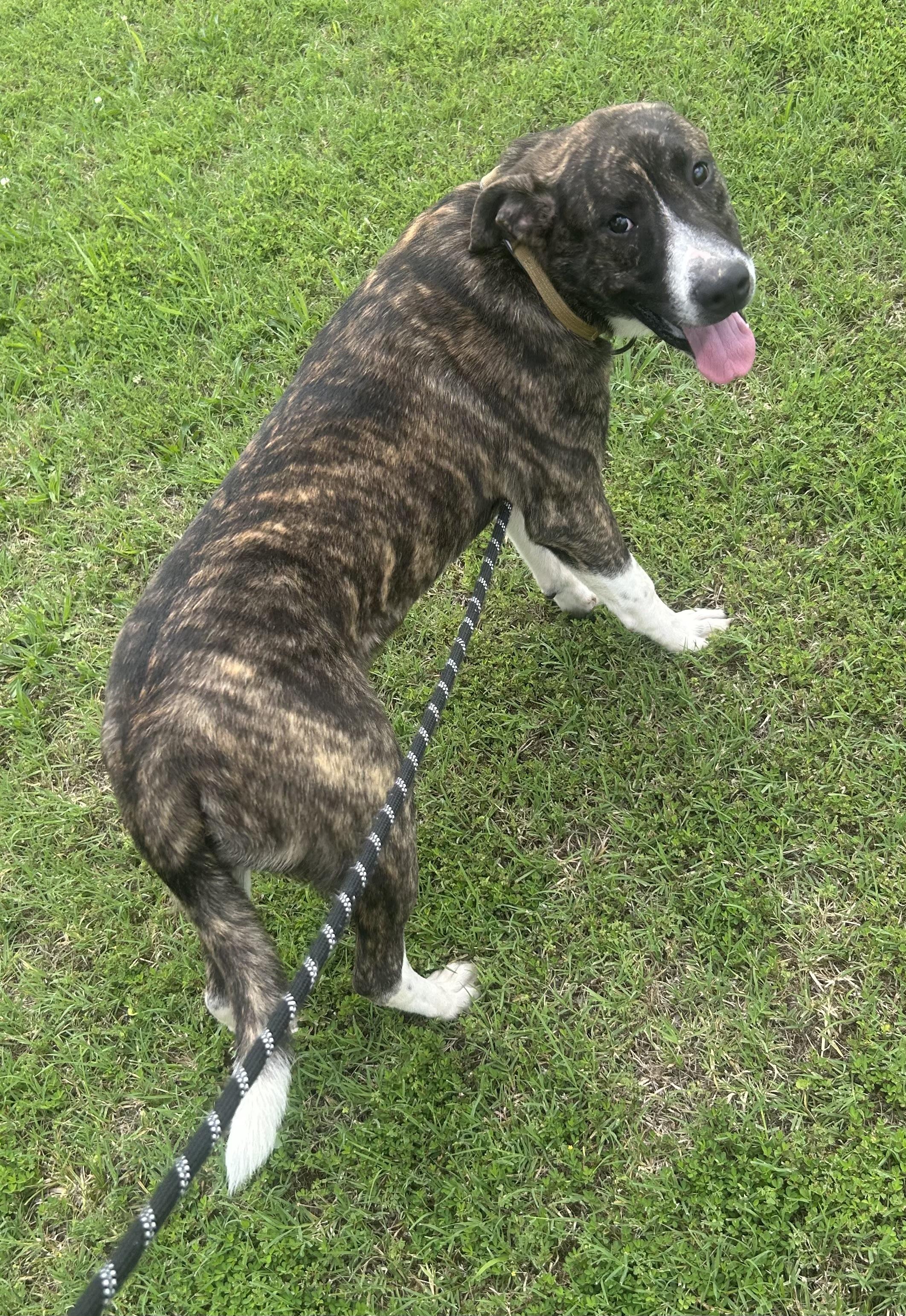 Ranger, a ADOPTABLE mixed breed in Siloam Springs, AR image 4/4