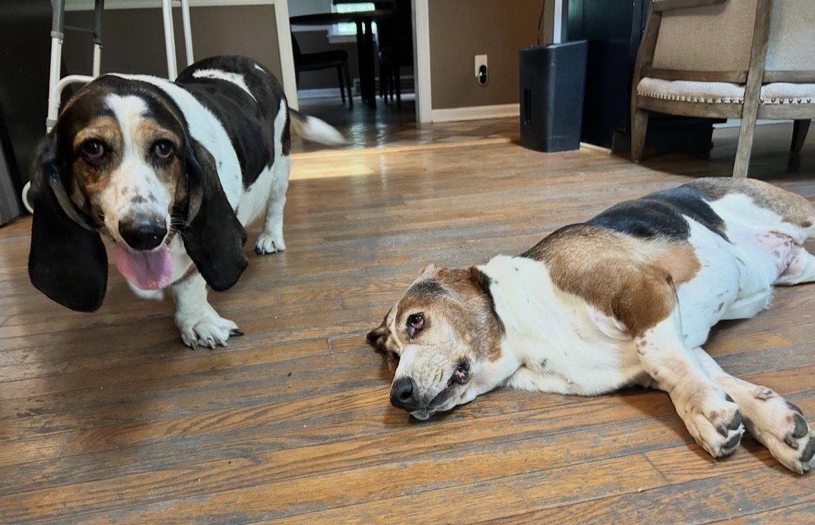 Stella (and Frankie), Adoptable, Adult Female Basset Hound.