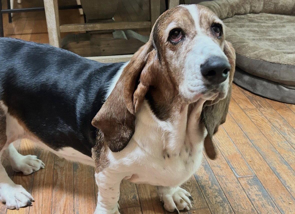 Stella (and Frankie), a Adoptable Basset Hound in Brookville, OH image 2/2