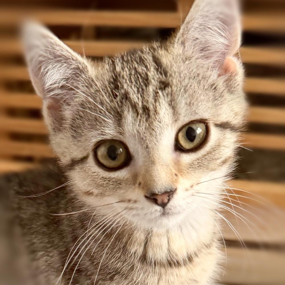Cookie, Adoptable, Kitten Female Tabby & Calico.