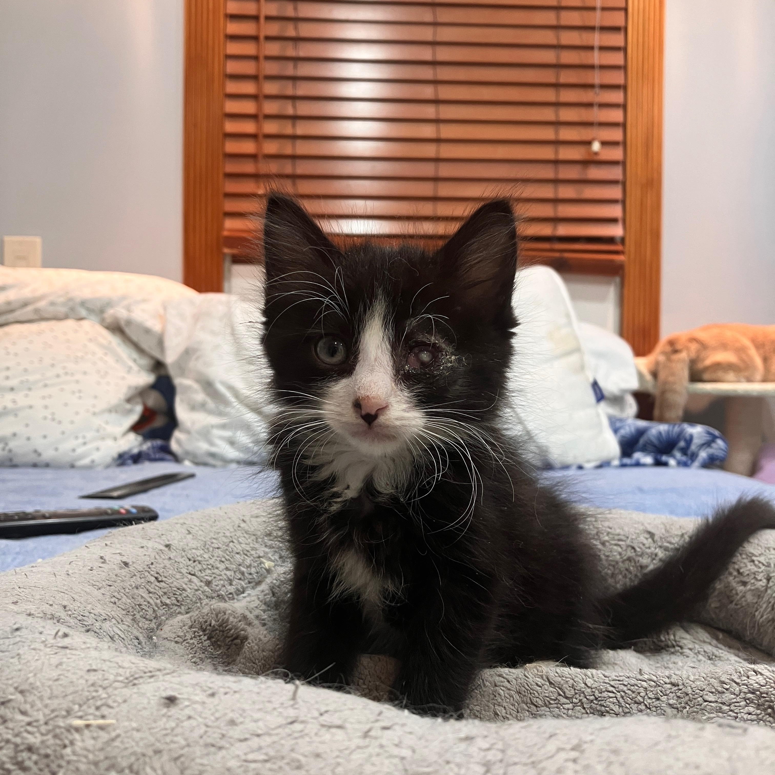 Enlarge Flint, a Adoptable mixed breed in Moriches, NY image 1/1