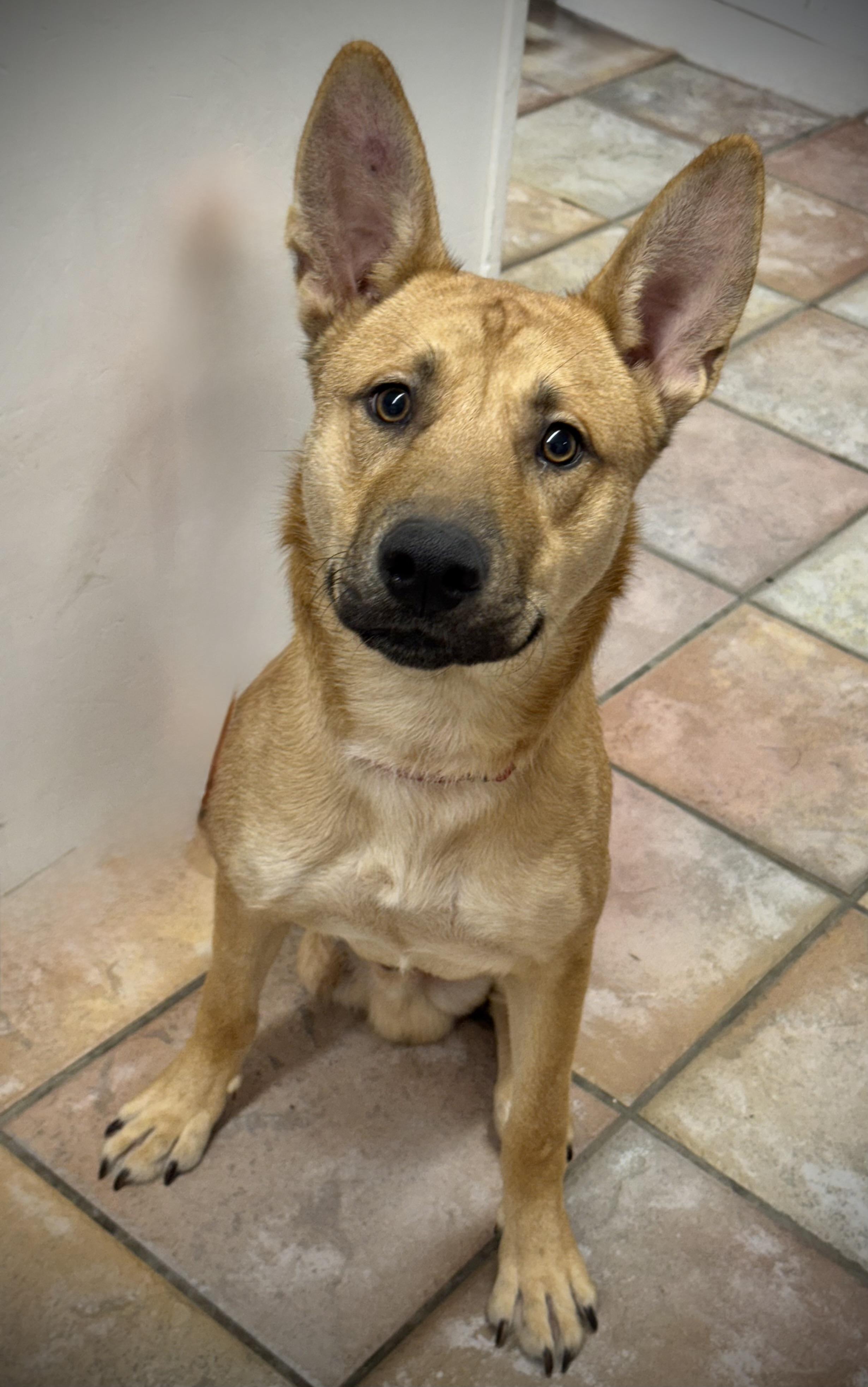 Stew, a Adoptable mixed breed in Baton Rouge, LA image 3/5