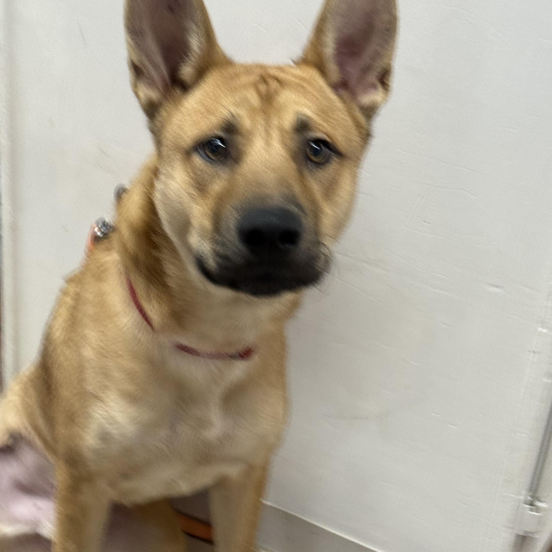 Stew, a Adoptable mixed breed in Baton Rouge, LA image 5/5