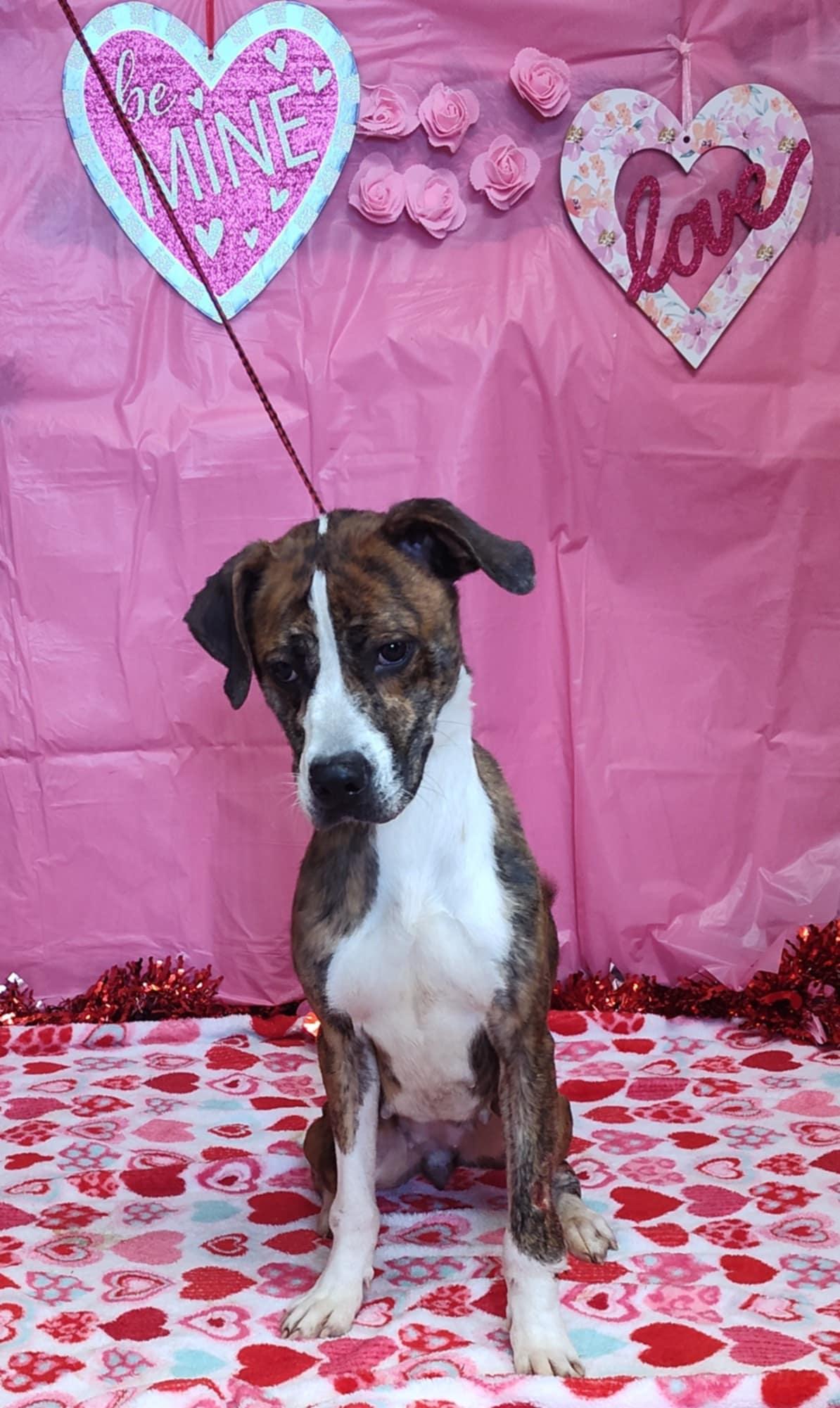 Katie, Adult Female Beagle