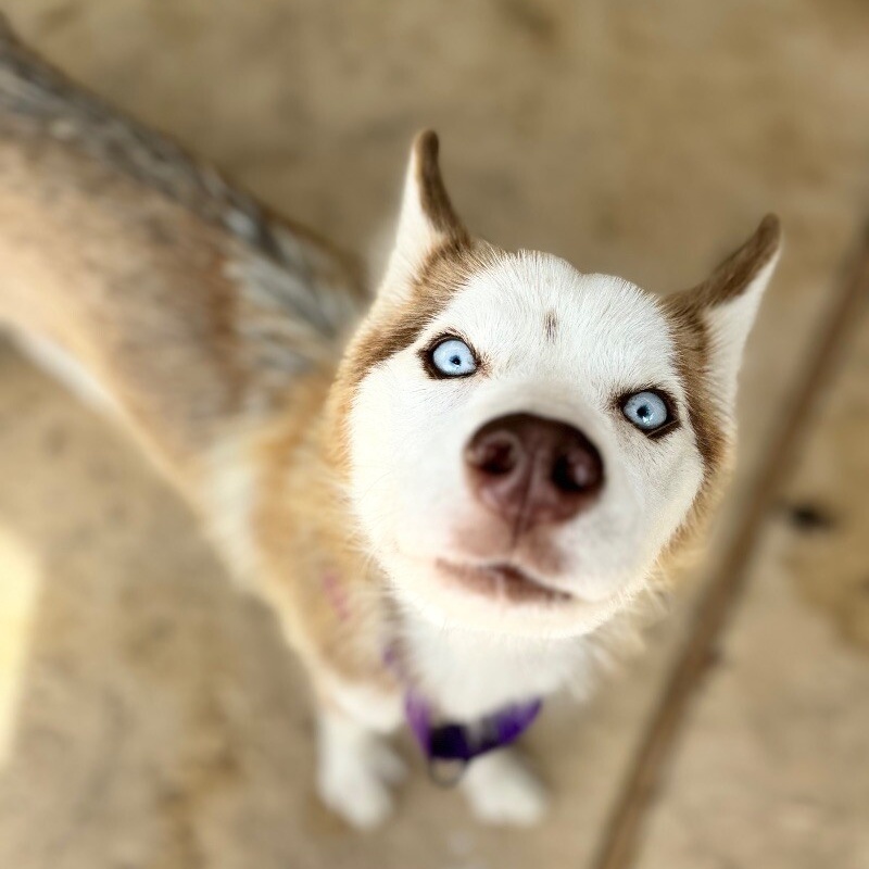 Dog for adoption Lavender Lovable Jean, the Tiny Husky, a Husky