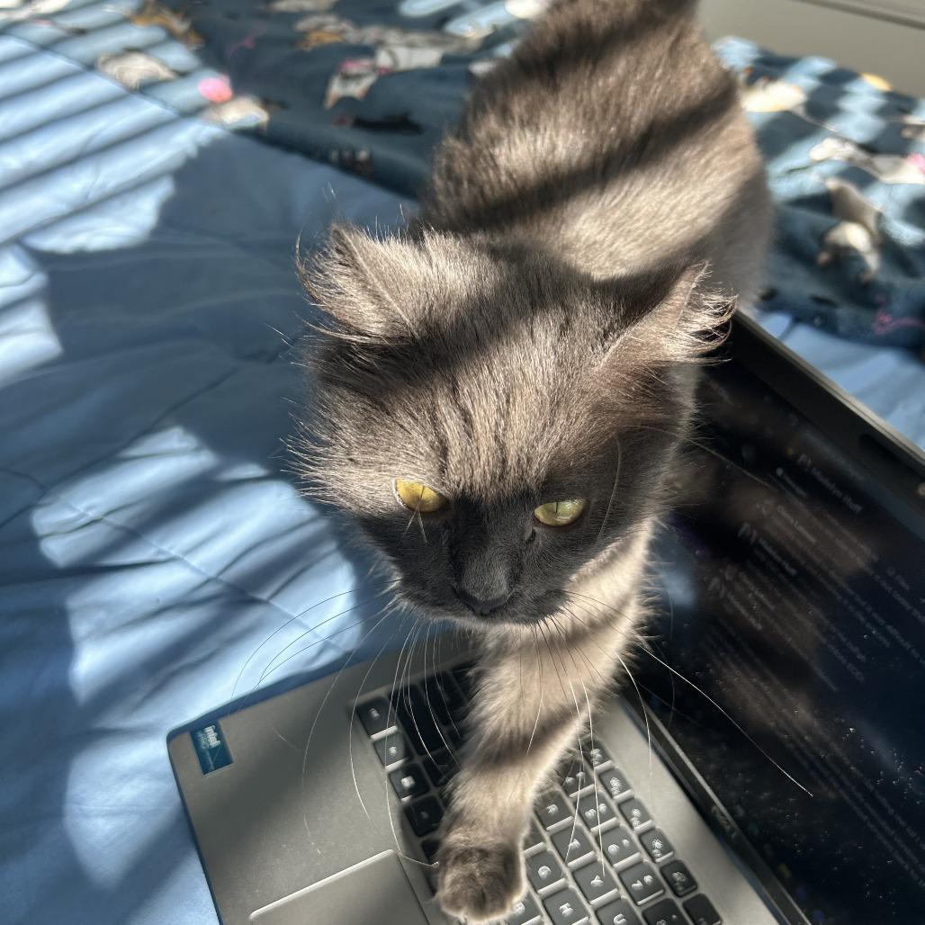 Enlarge Betty, a Adoptable Domestic Medium Hair in Charlotte, NC image 2/5