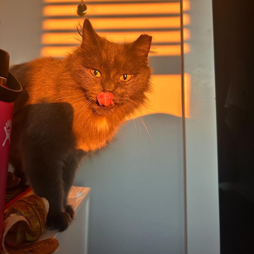 Enlarge Betty, a Adoptable Domestic Medium Hair in Charlotte, NC image 3/5