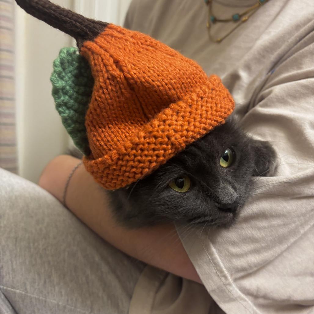 Enlarge Betty, a Adoptable Domestic Medium Hair in Charlotte, NC image 4/5