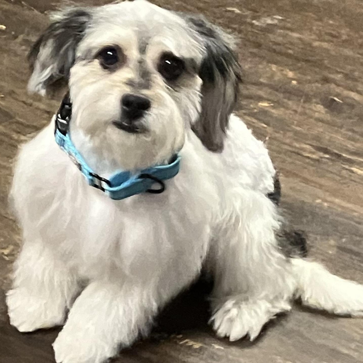 Betsy Ross, Adult Female Shih Tzu