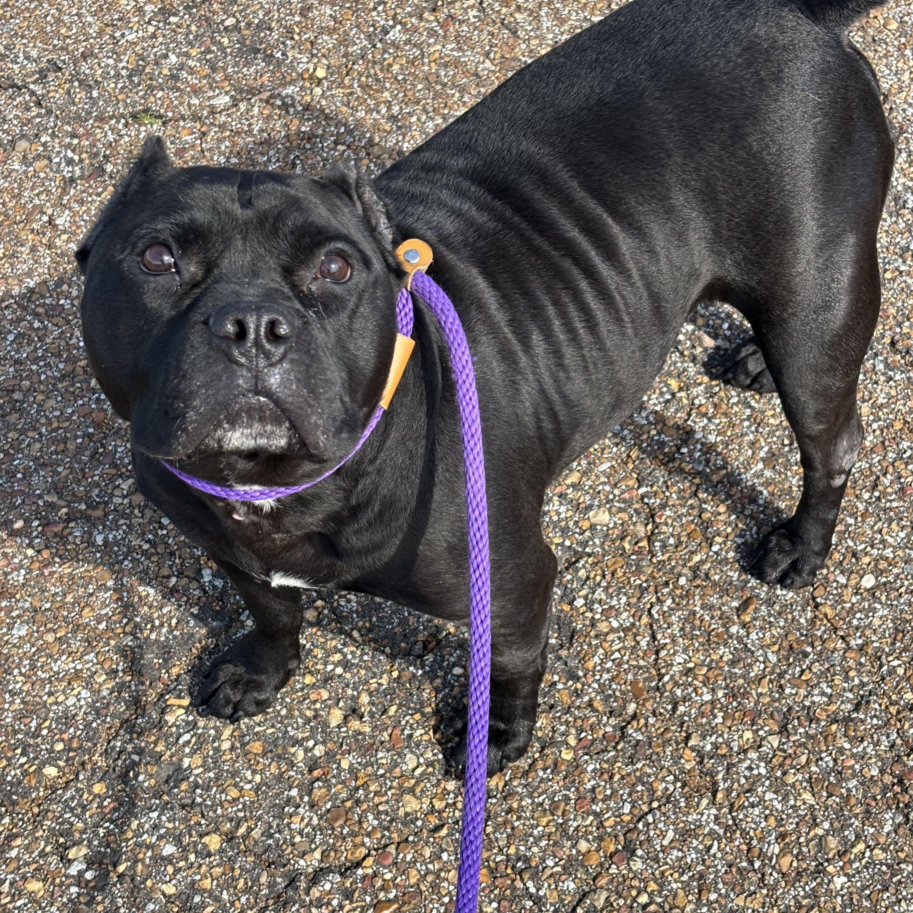 Enlarge Meatloaf, an adoptable American Bully in Collierville, TN image 4/5