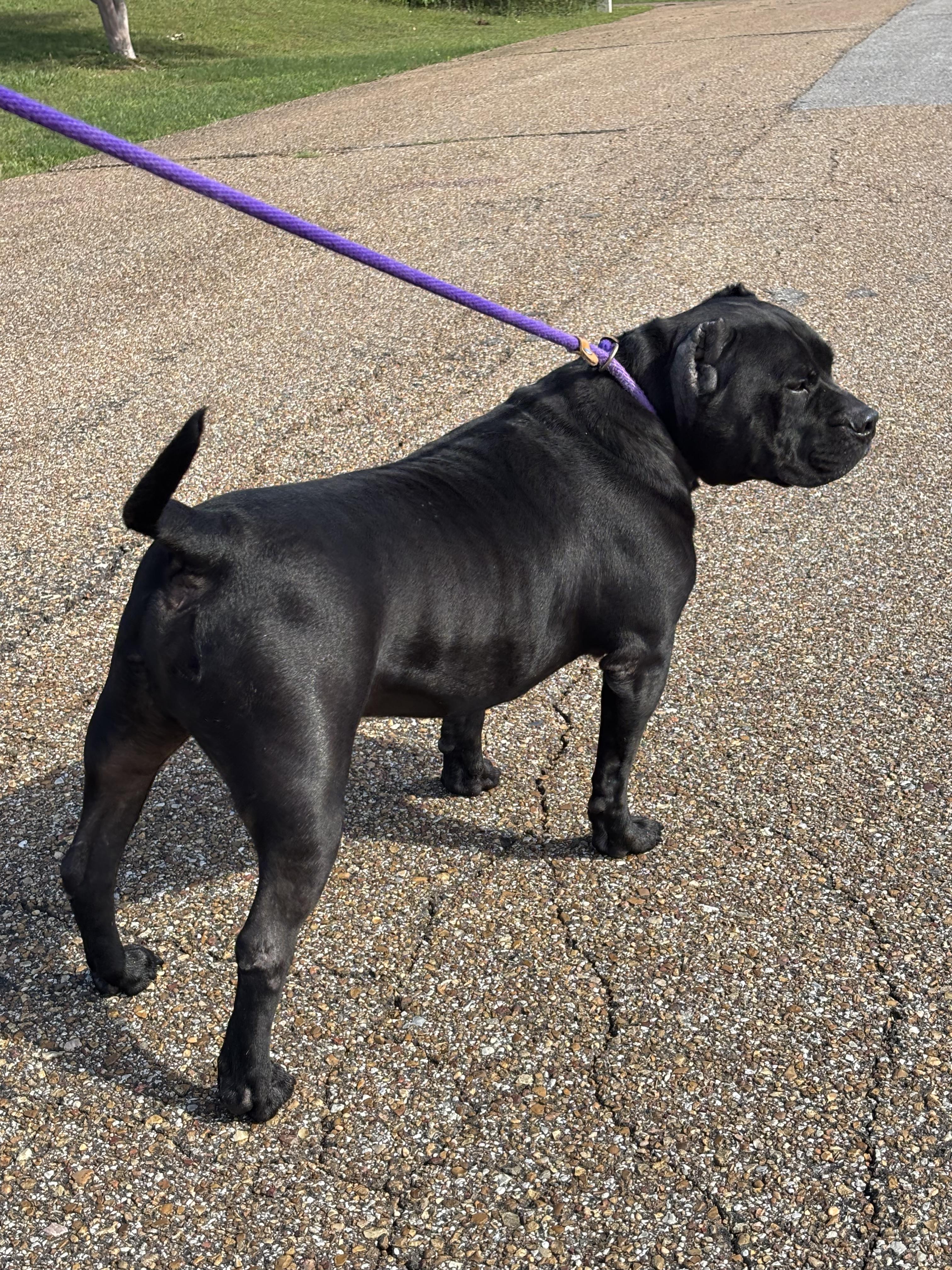 Enlarge Meatloaf, an adoptable American Bully in Collierville, TN image 5/5