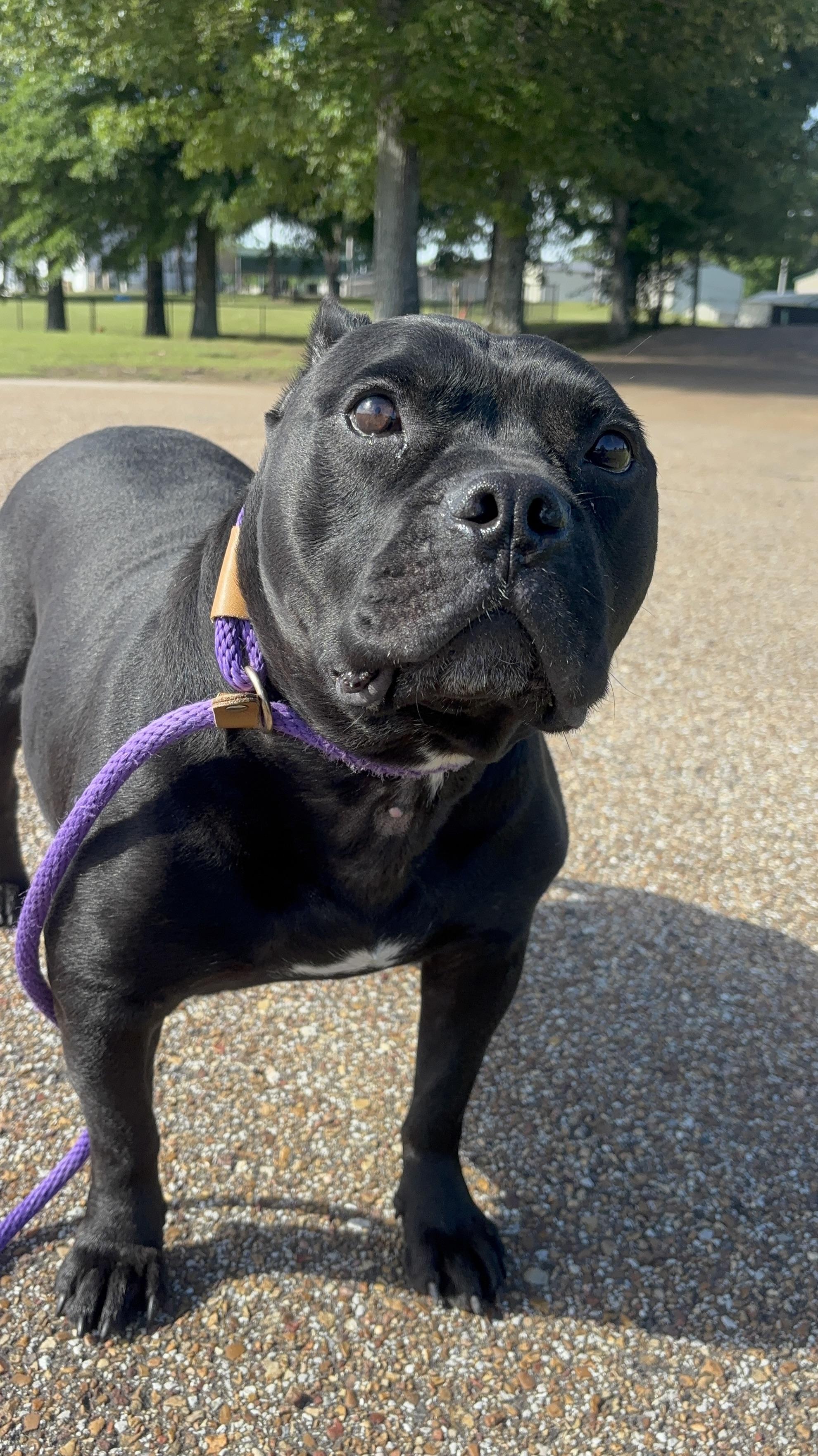 Enlarge Meatloaf, an adoptable American Bully in Collierville, TN image 3/5