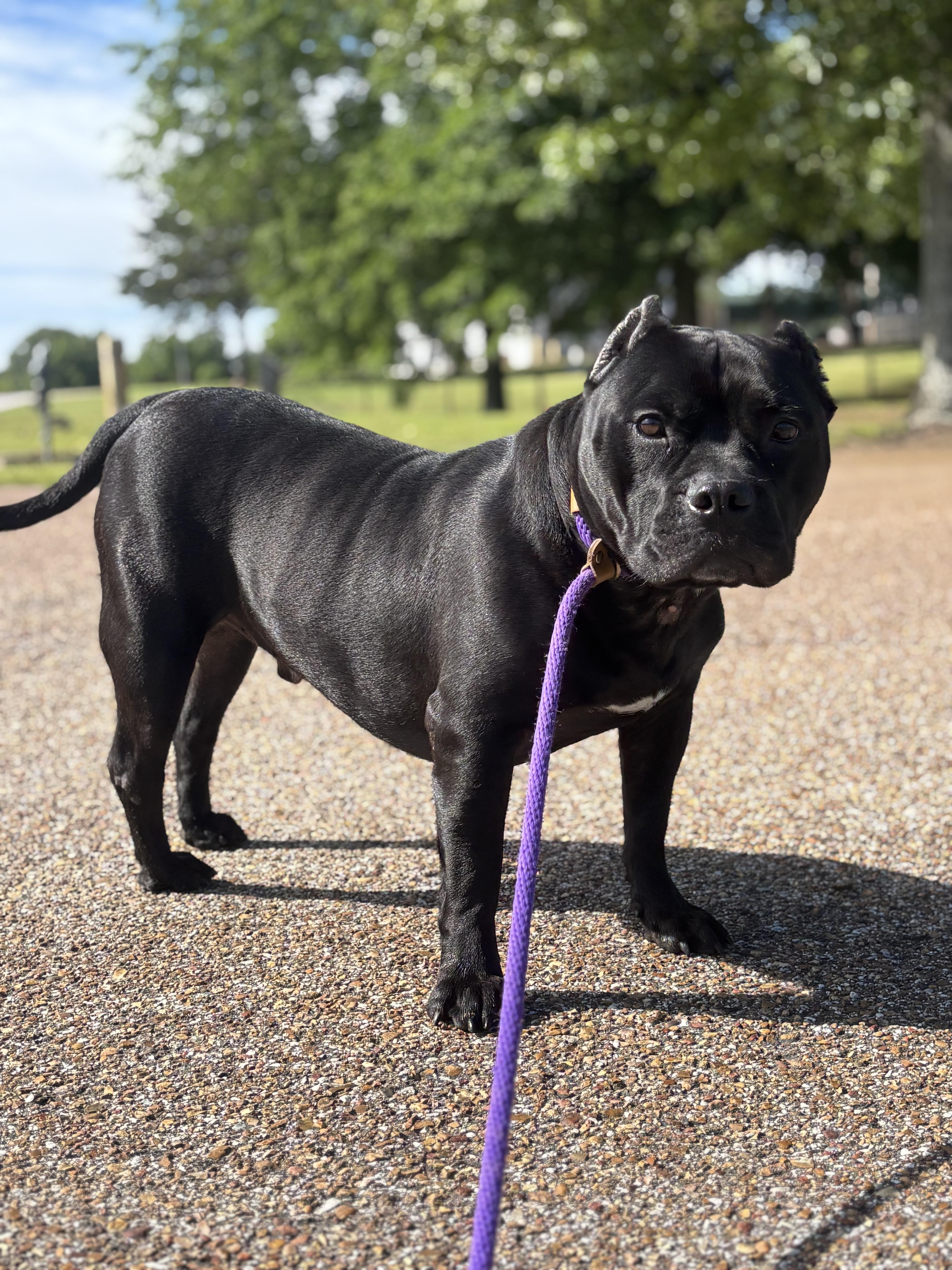 Meatloaf, adoptable, Adult Male American Bully.