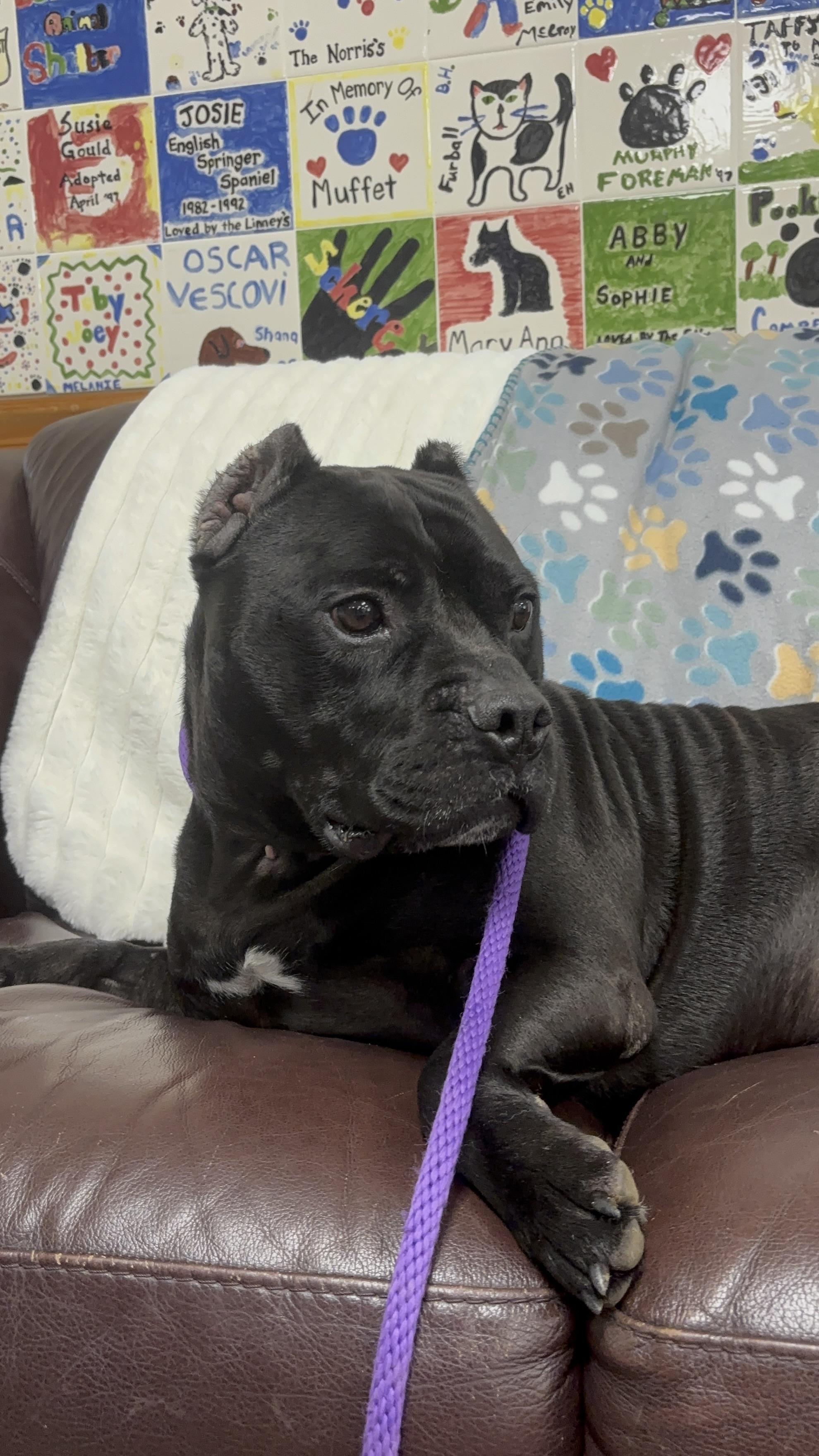 Enlarge Meatloaf, an adoptable American Bully in Collierville, TN image 2/5