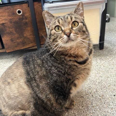 Brisket, Adoptable, Adult Male Domestic Short Hair.