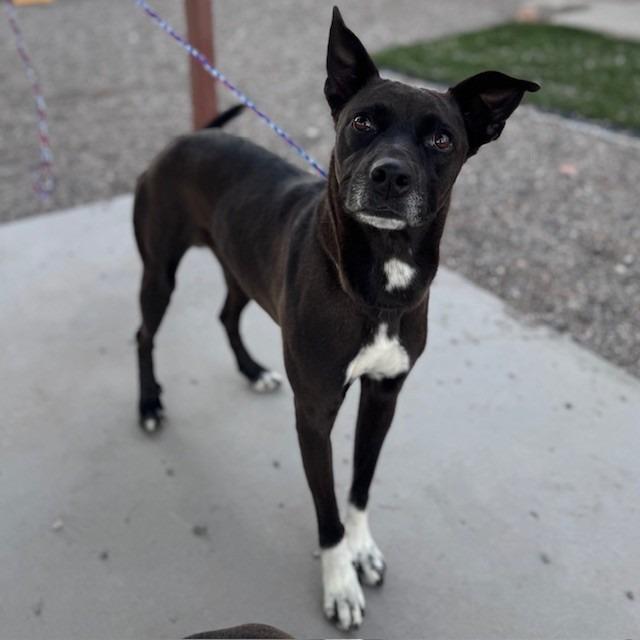 Enlarge Lorelai Gilmore, a Adoptable mixed breed in Bullhead City, AZ image 1/1