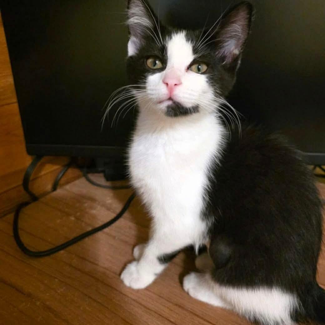Nova, a ADOPTABLE mixed breed in Gladstone, OR image 1/2