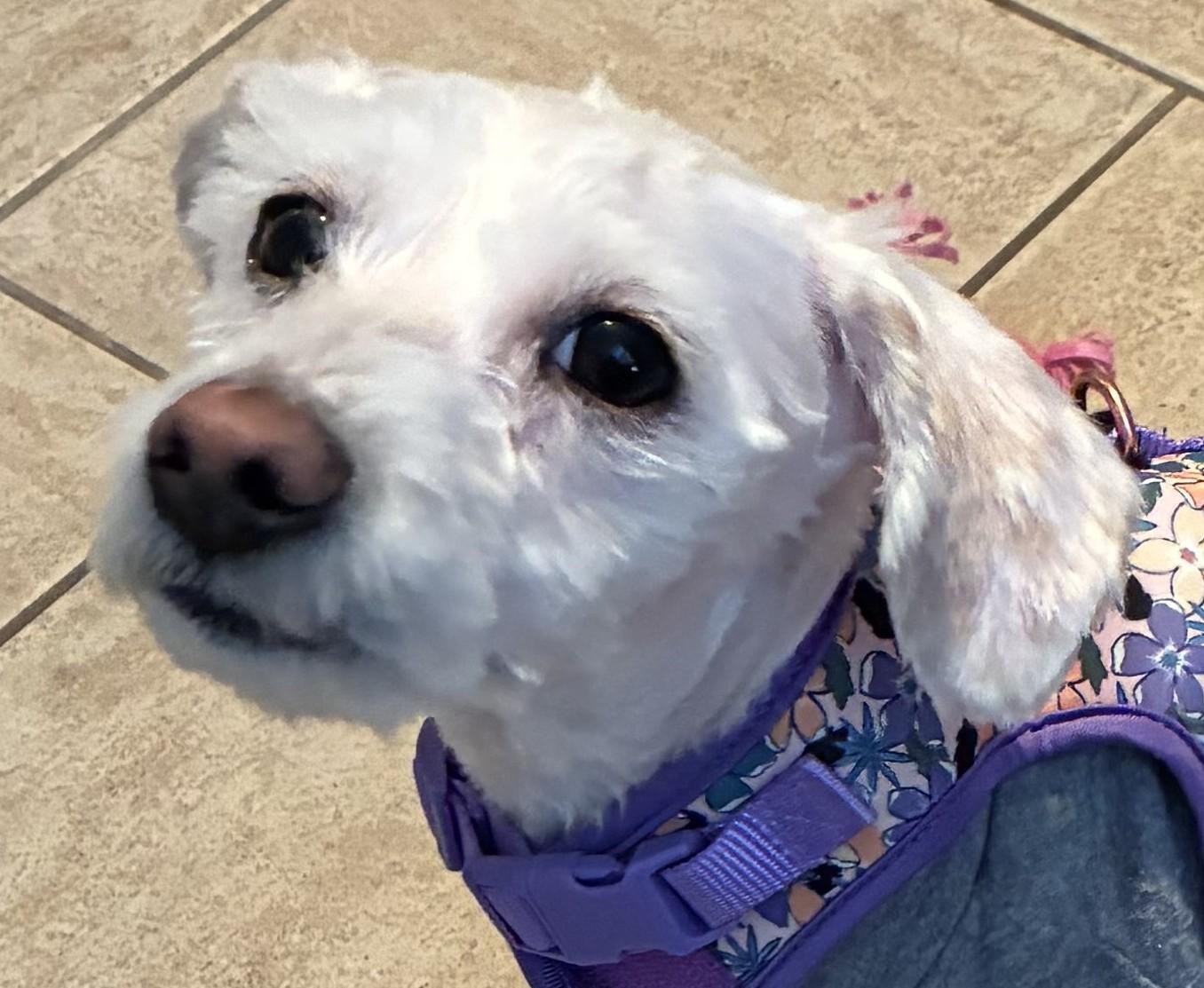 Enlarge Rosemary, an adopted mixed breed in Bartlett, IL image 1/6