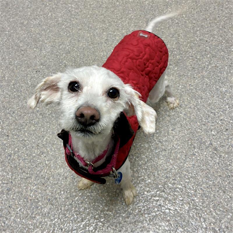Enlarge Rosemary, an adopted mixed breed in Bartlett, IL image 6/6