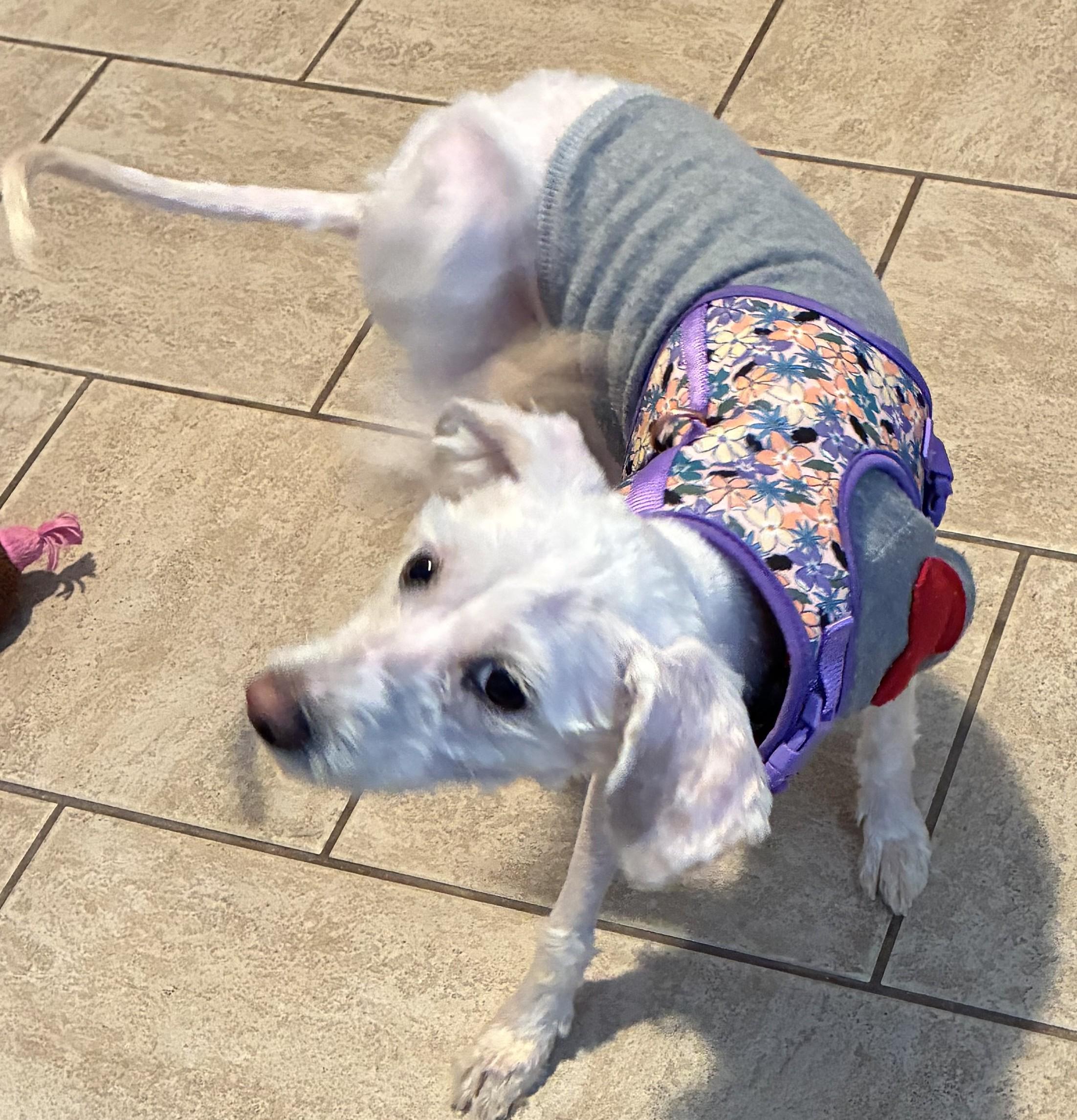 Enlarge Rosemary, an adopted mixed breed in Bartlett, IL image 4/6