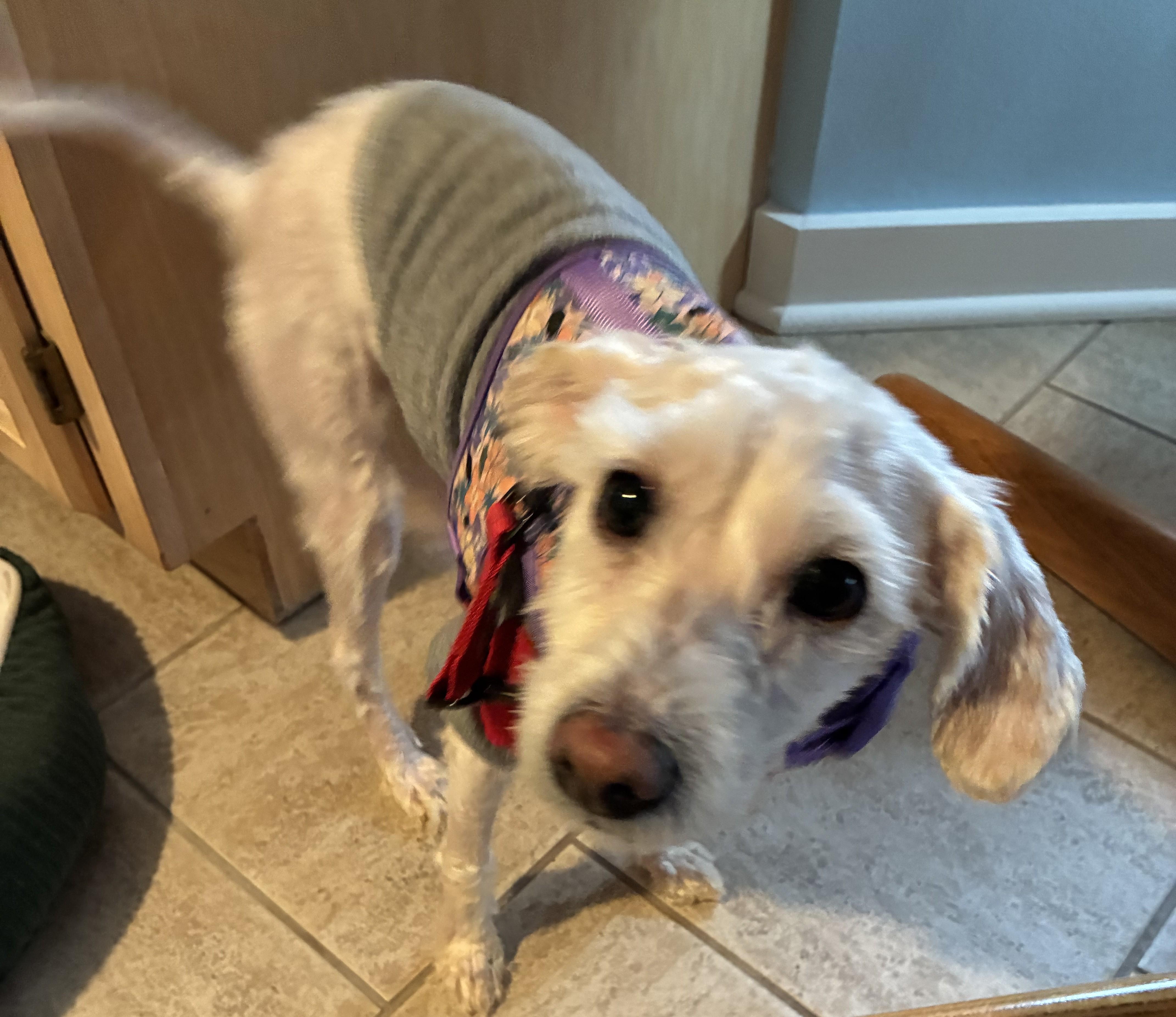 Enlarge Rosemary, an adopted mixed breed in Bartlett, IL image 5/6