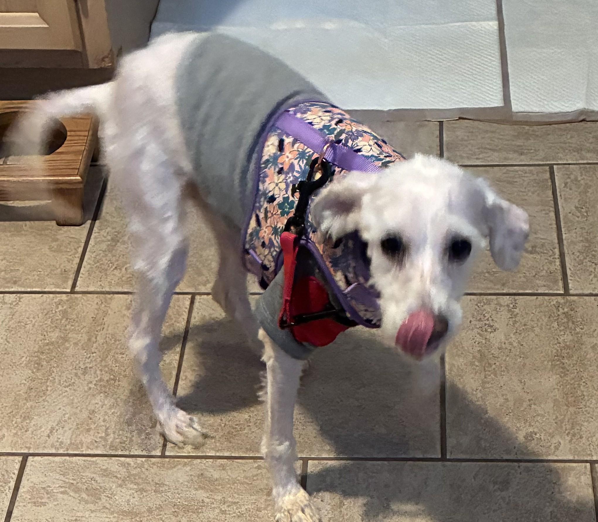 Enlarge Rosemary, an adopted mixed breed in Bartlett, IL image 3/6