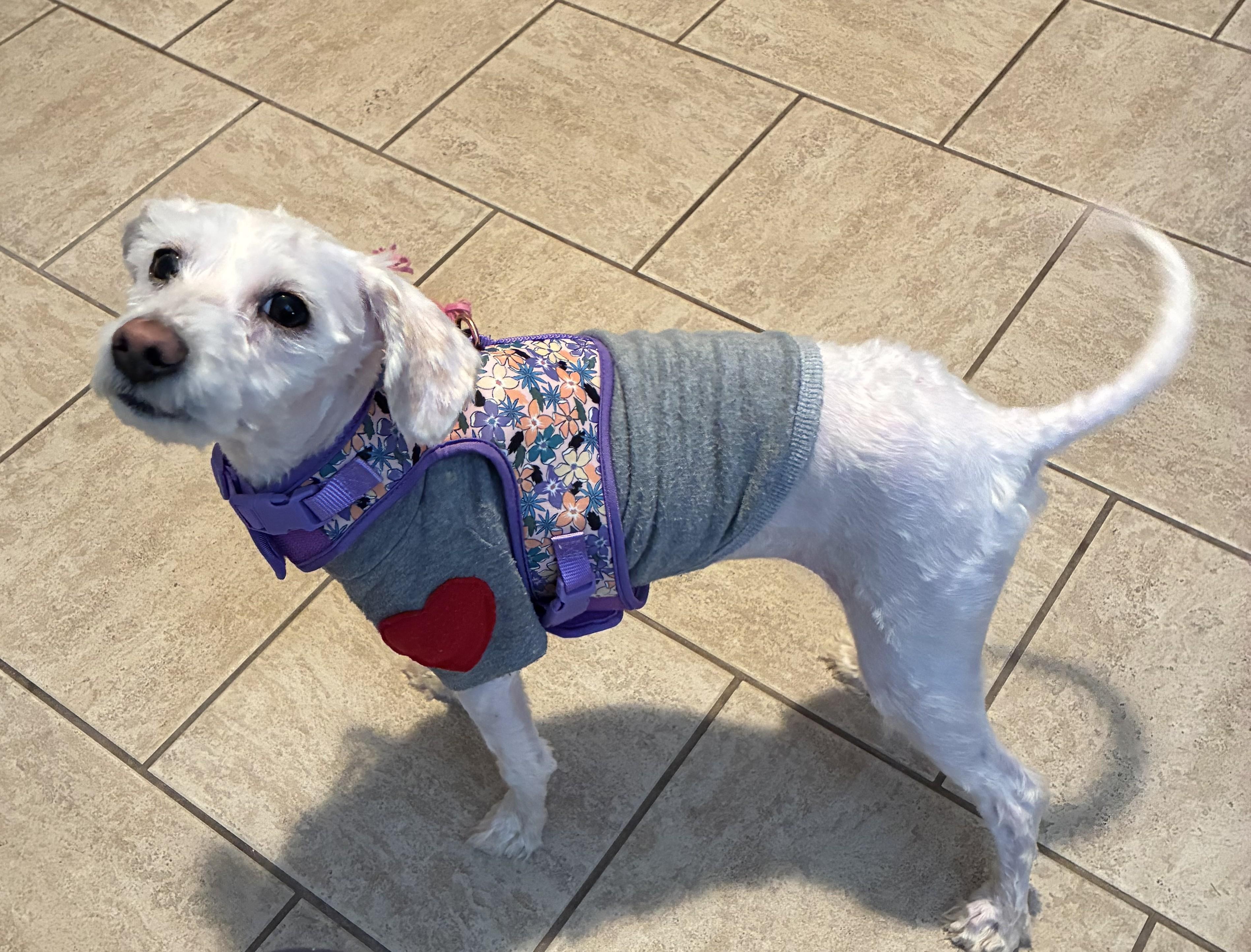 Enlarge Rosemary, an adopted mixed breed in Bartlett, IL image 2/6