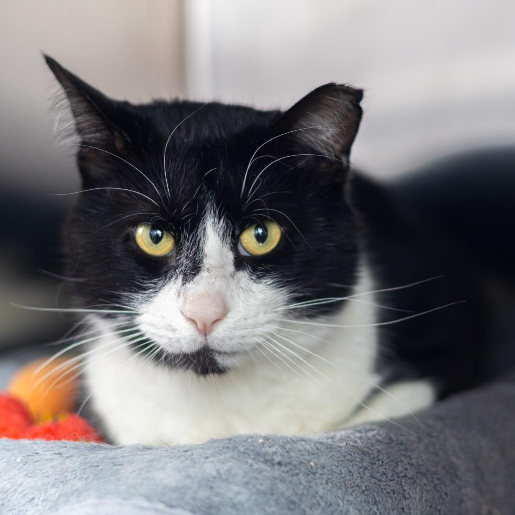 Dr. Love, a Adoptable Domestic Short Hair in Wilmington, DE image 3/3