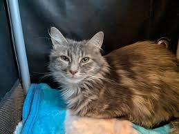 Penelope, Adoptable, Young Female Domestic Medium Hair.
