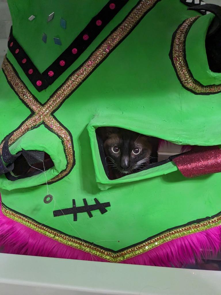 Draco Meowfoy photo 2