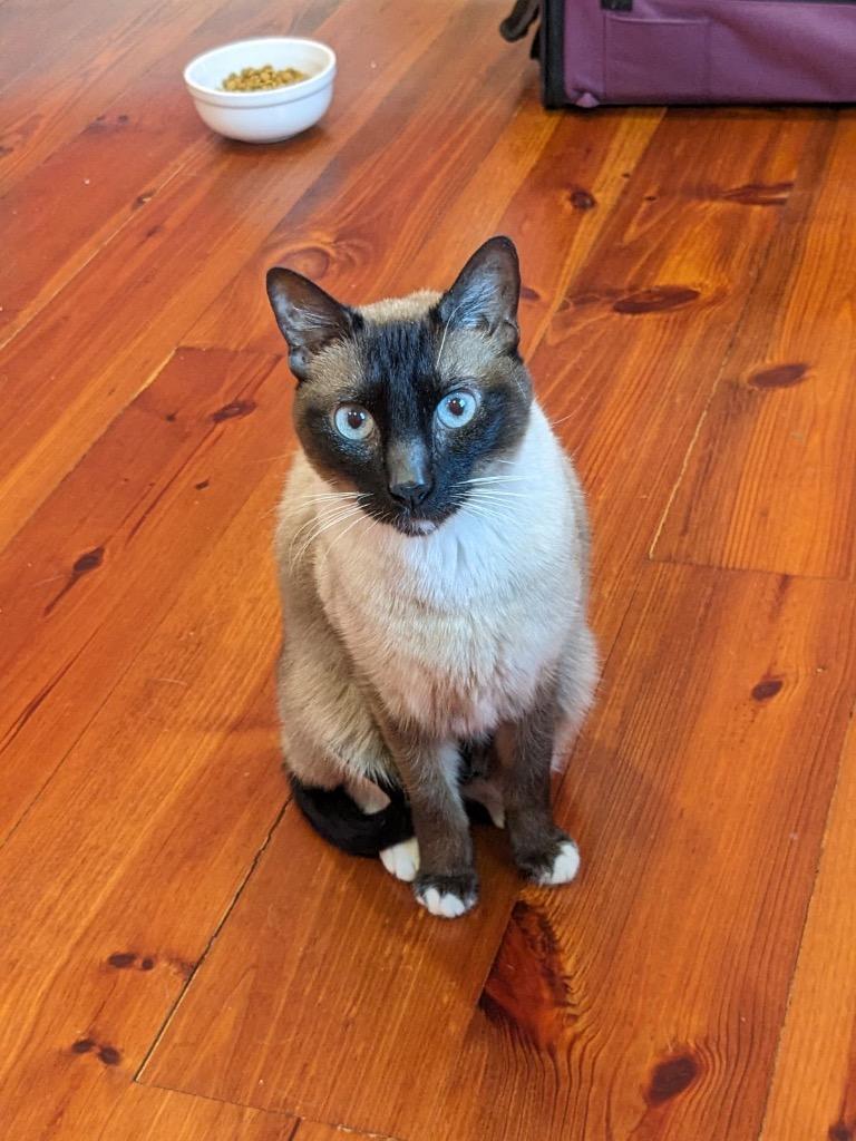 Draco Meowfoy photo 1