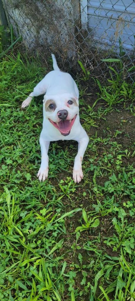 Enlarge Zippy, a Adoptable Pit Bull Terrier in Shelbyville, TN image 1/6