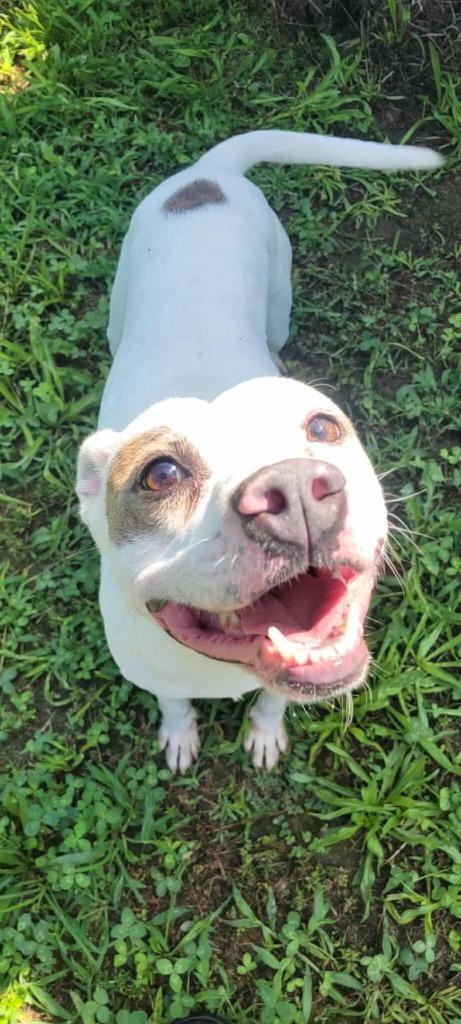 Enlarge Zippy, a Adoptable Pit Bull Terrier in Shelbyville, TN image 1/6