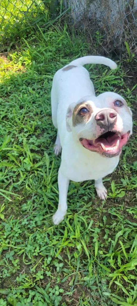 Enlarge Zippy, a Adoptable Pit Bull Terrier in Shelbyville, TN image 2/6