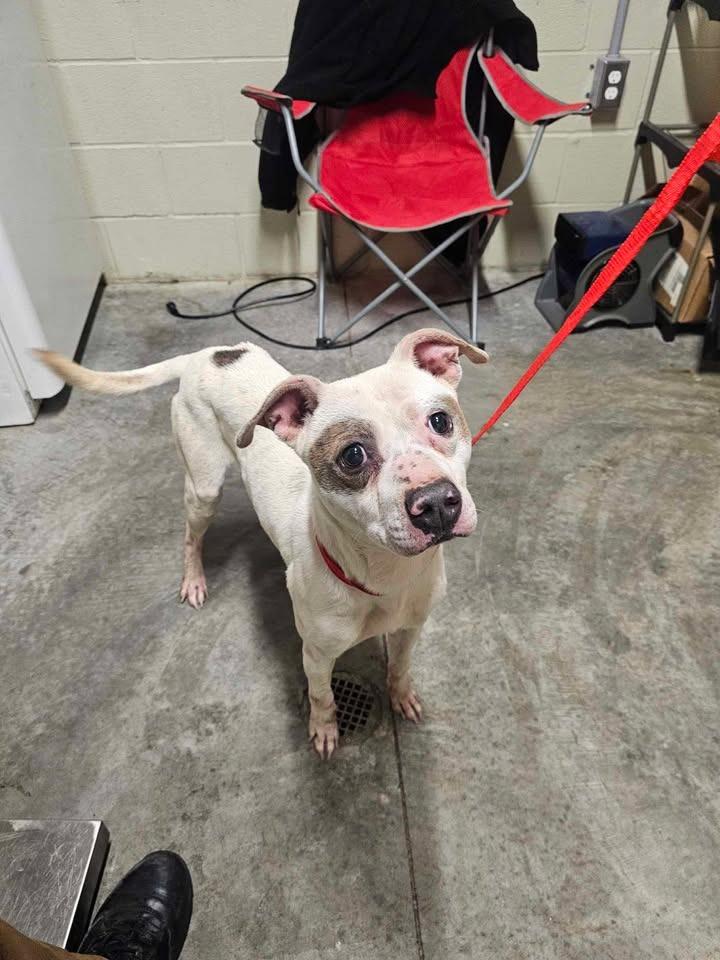 Enlarge Zippy, a Adoptable Pit Bull Terrier in Shelbyville, TN image 5/6