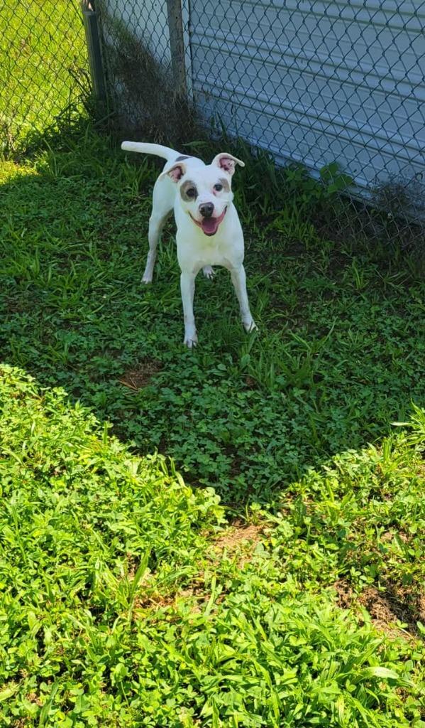 Enlarge Zippy, a Adoptable Pit Bull Terrier in Shelbyville, TN image 6/6