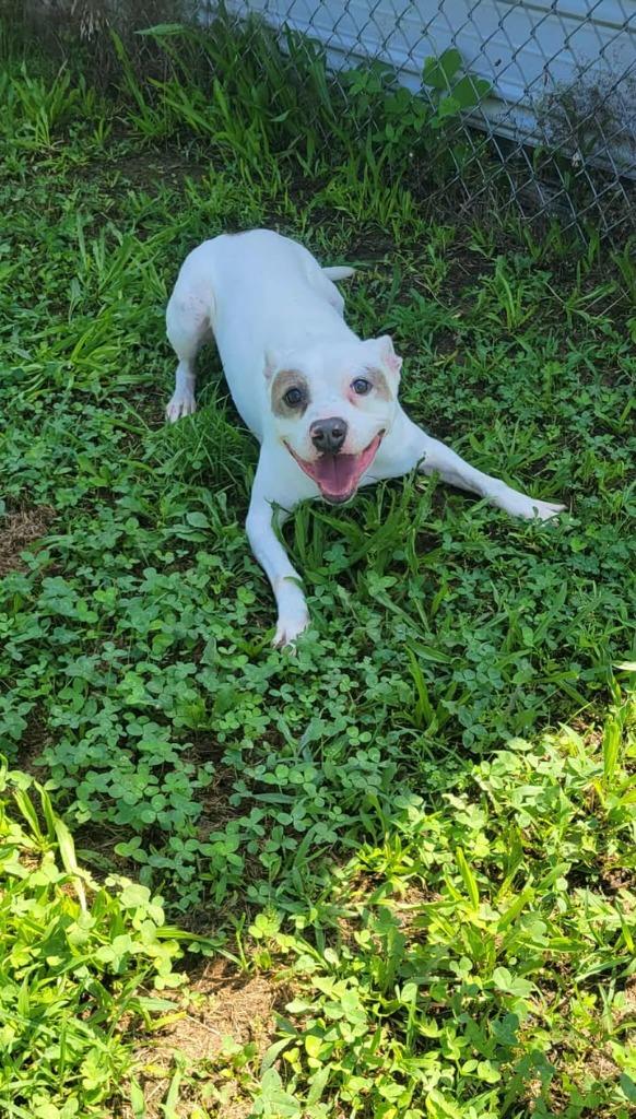 Enlarge Zippy, a Adoptable Pit Bull Terrier in Shelbyville, TN image 6/6