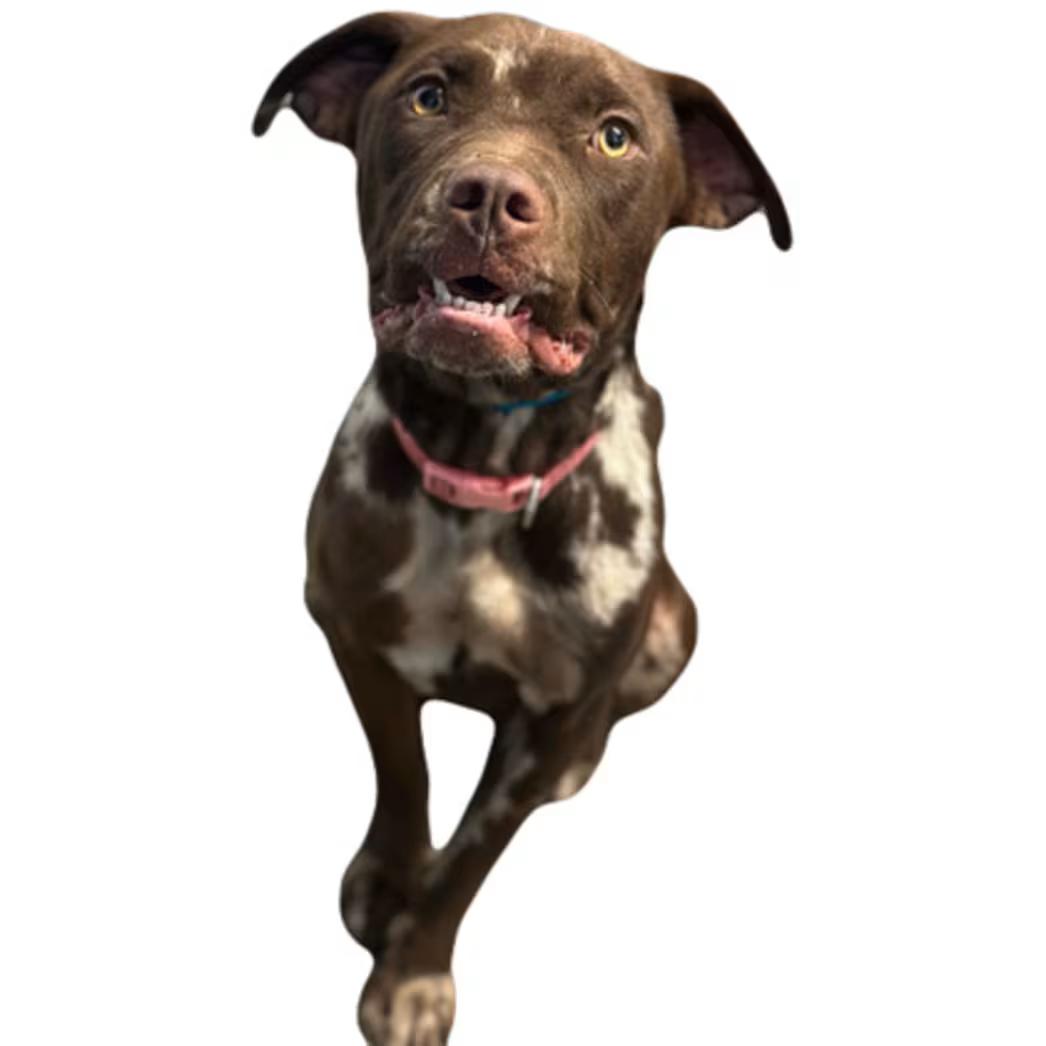 Enlarge Cinnamon, a ADOPTABLE mixed breed in Red Bluff, CA image 4/4
