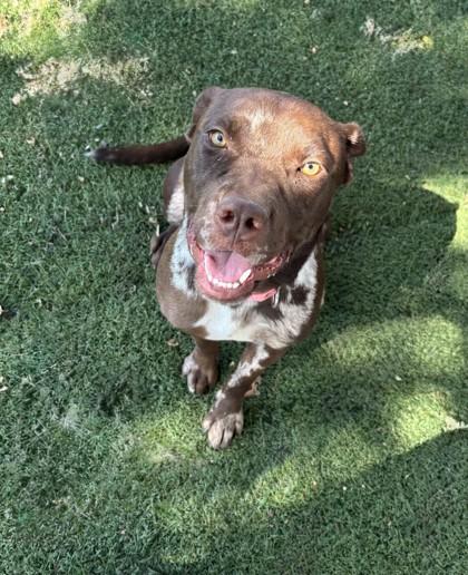 Enlarge Cinnamon, a ADOPTABLE mixed breed in Red Bluff, CA image 2/4
